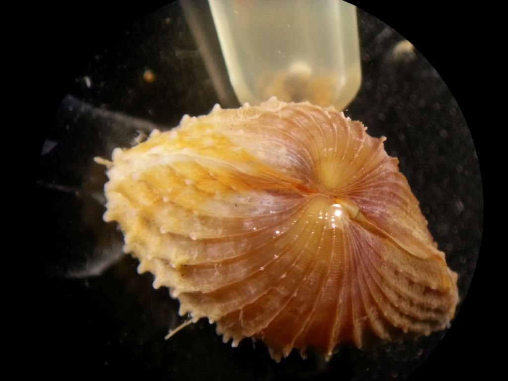 Acanthocardia paucicostata, echinata or similar (Juvenile)